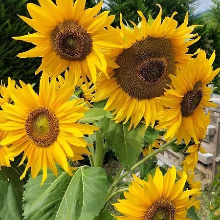 I Girasoli Sanzeno Luaran gambar