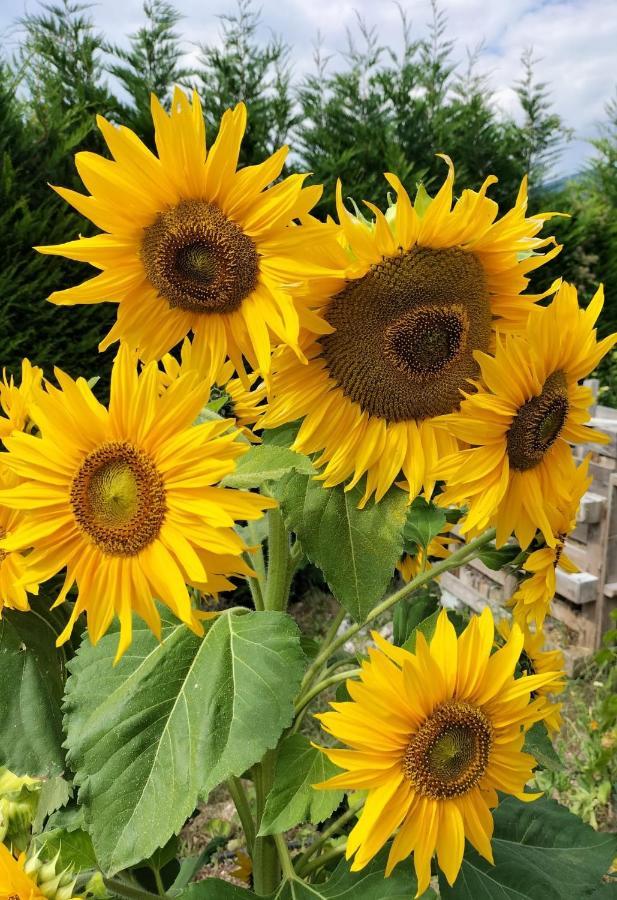 I Girasoli Sanzeno Luaran gambar