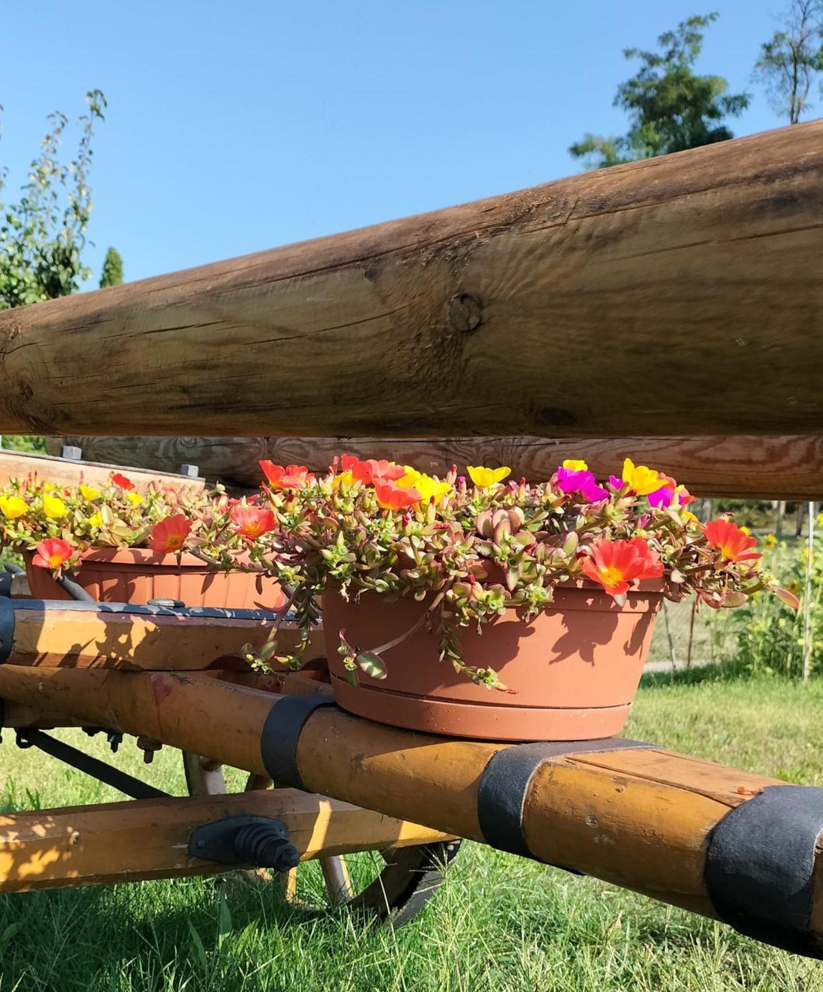 I Girasoli Sanzeno Luaran gambar