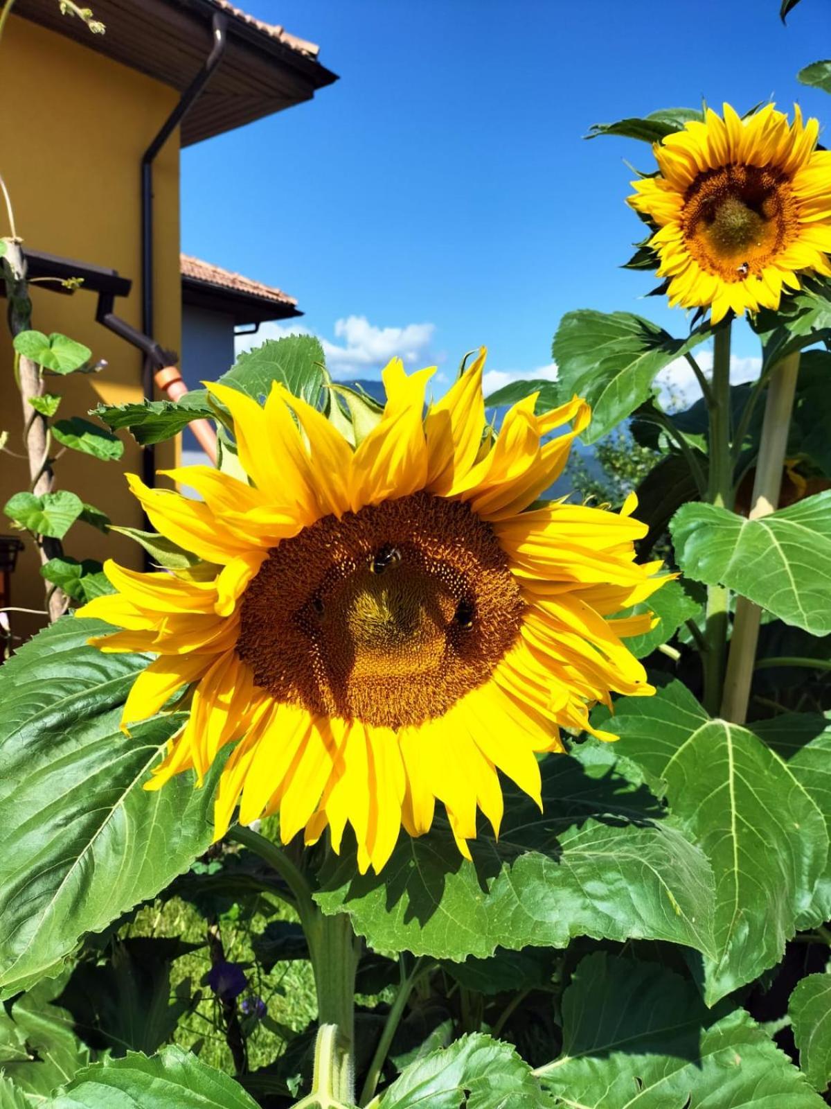 I Girasoli Sanzeno Luaran gambar