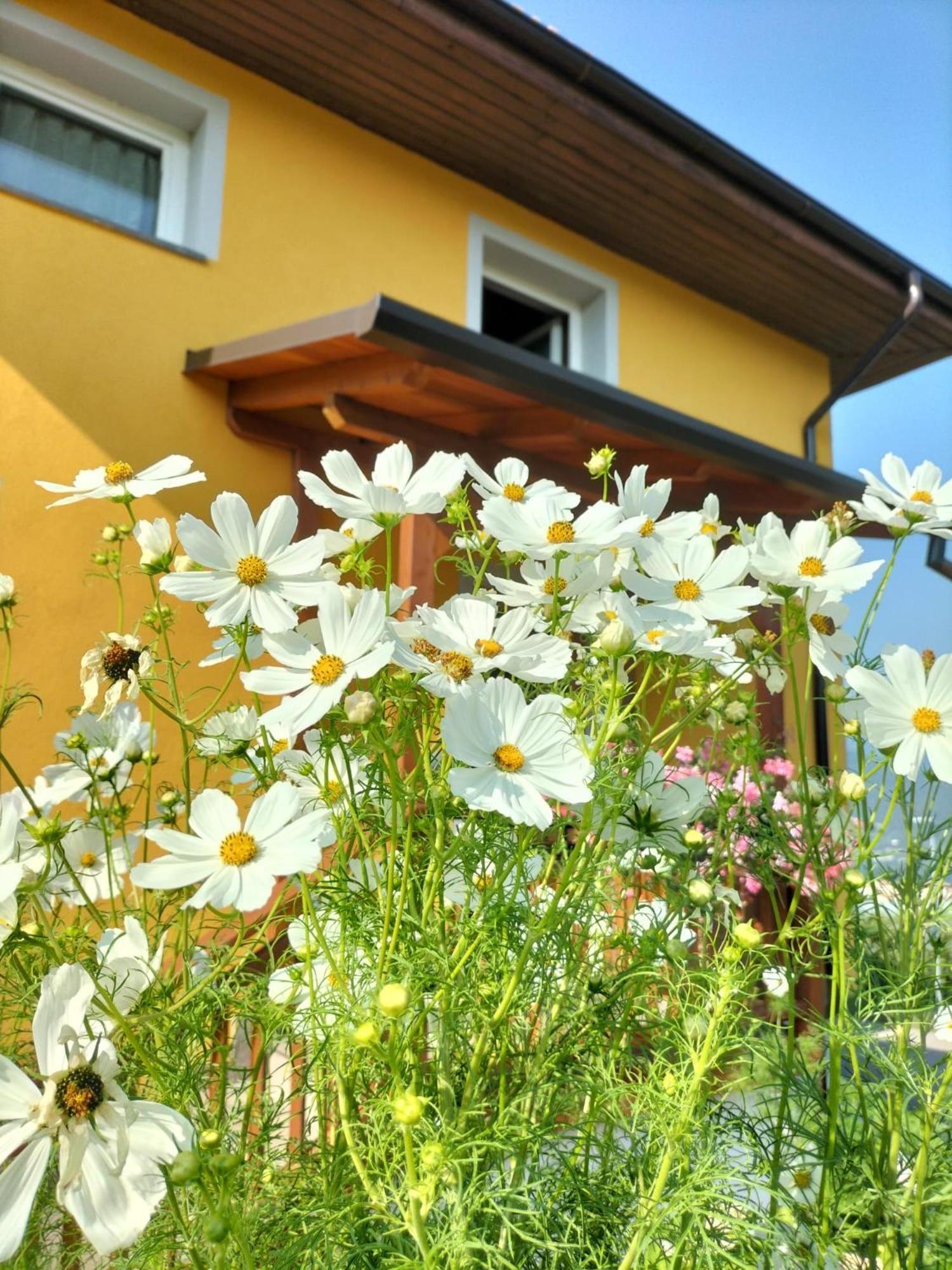 I Girasoli Sanzeno Luaran gambar